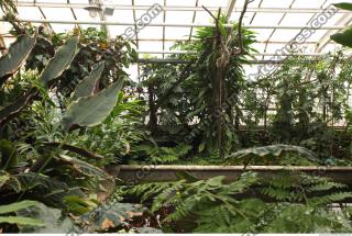 plants tropical 0001